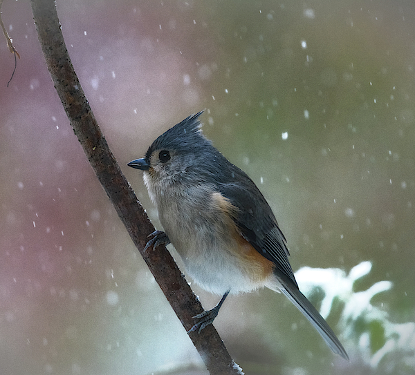 Snowy Winter Titmouse by Mary Lynn Giacomini Snowy Winter Titmouse by Mary Lynn Giacomini